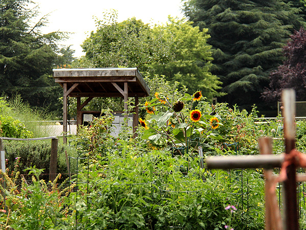 7Garden1