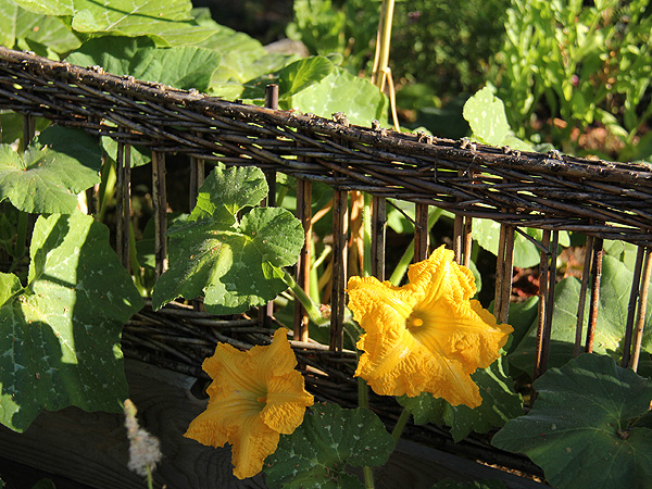 25Squash1
