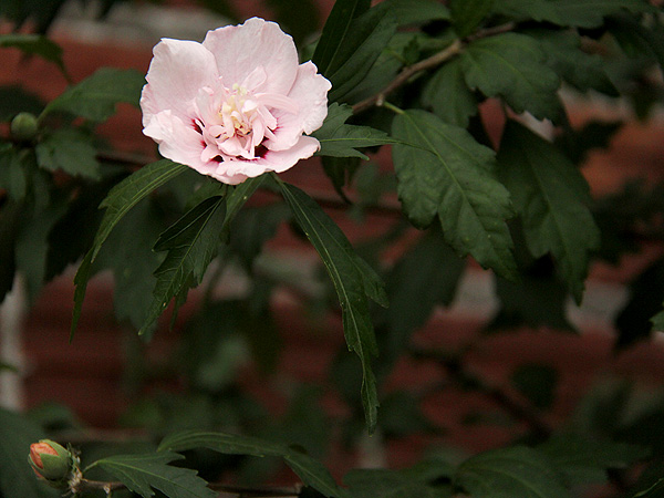 24Mallow1