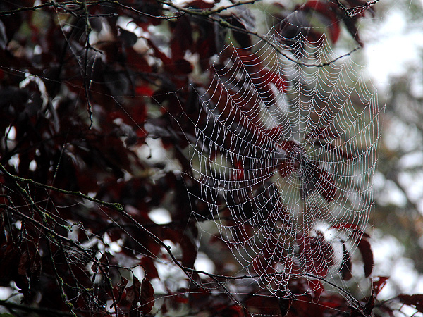 20Web1