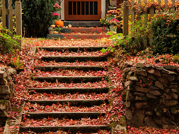 24LEaves2