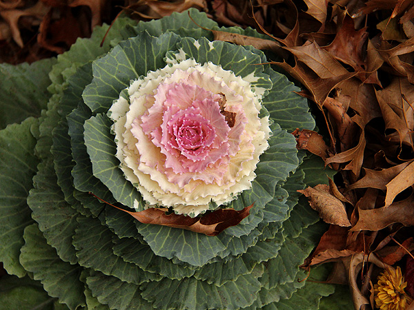 2Cabbage1
