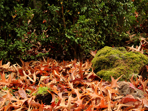 14Leaves1 14Leaves1