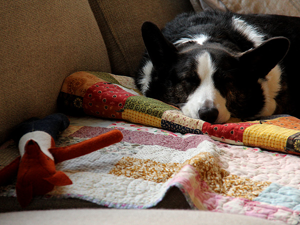 25SleepyPuppers1