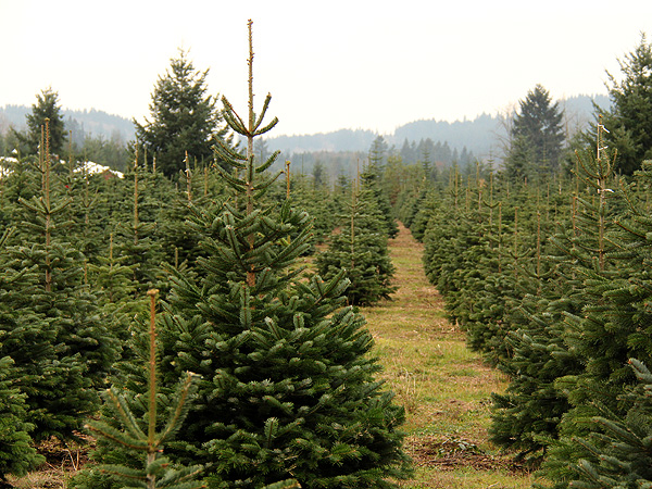 29TreeFarm16