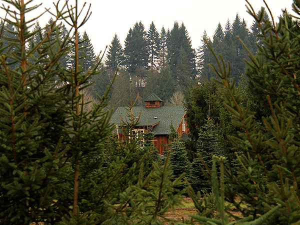 29TreeFarm12