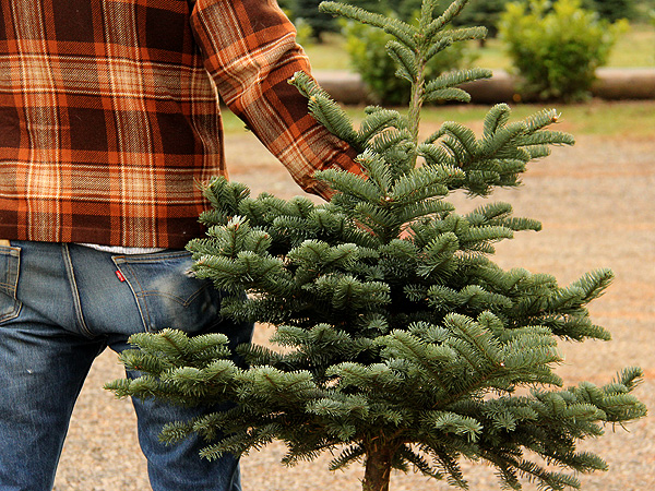 29TreeFarm4