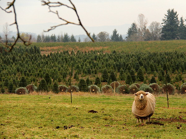 29TreeFarm19