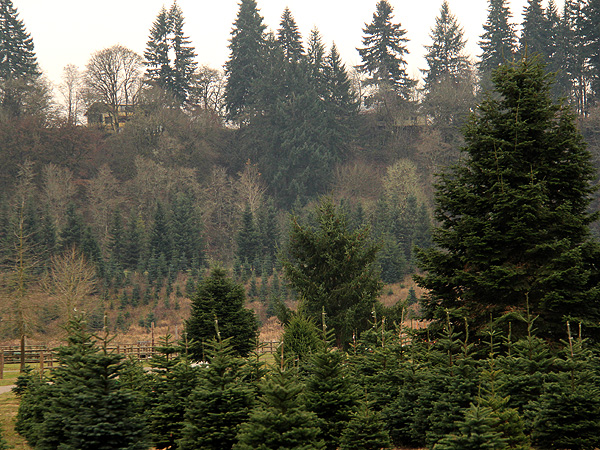 29TreeFarm15