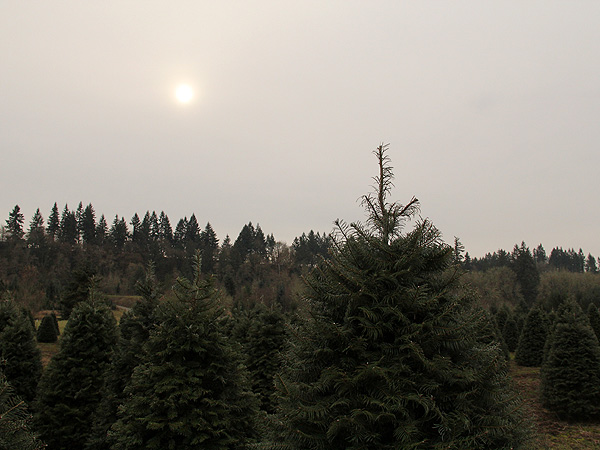 29TreeFarm14