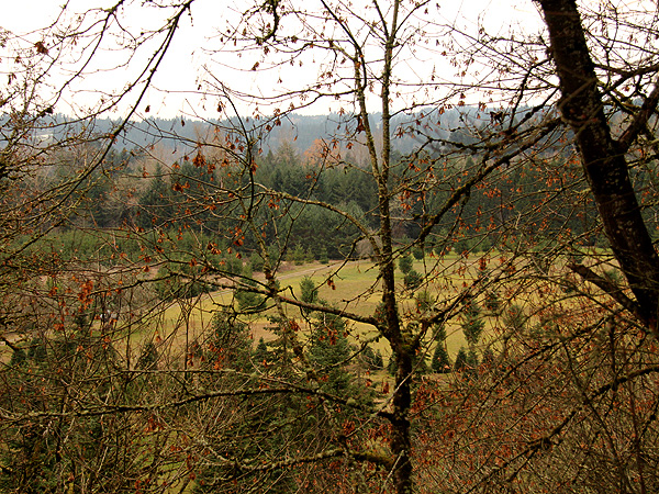 29TreeFarm17