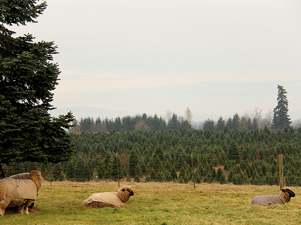 29TreeFarm21
