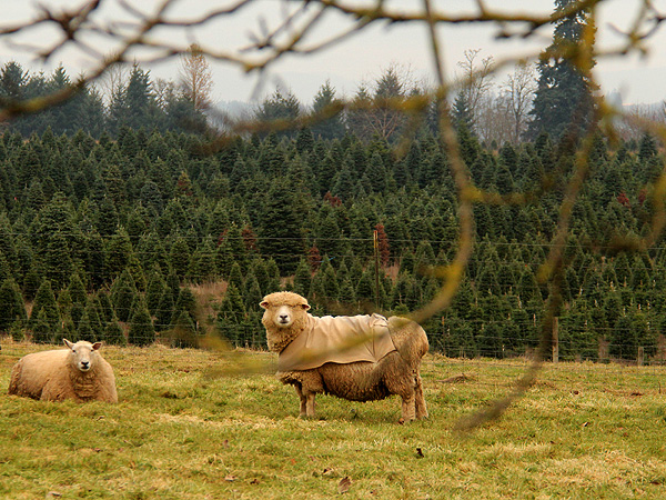 29TreeFarm20
