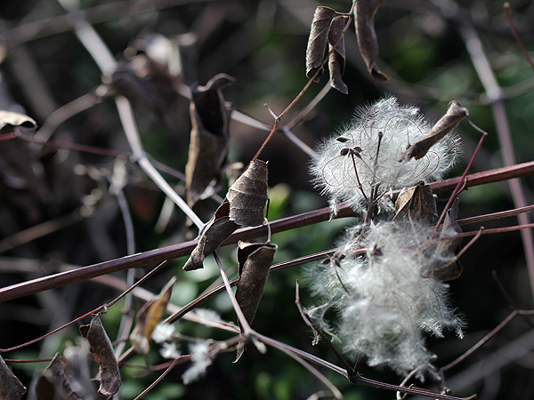 9SeedPod1