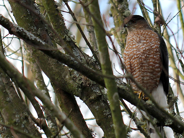 8Hawk1