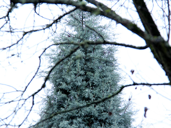 13Tree1