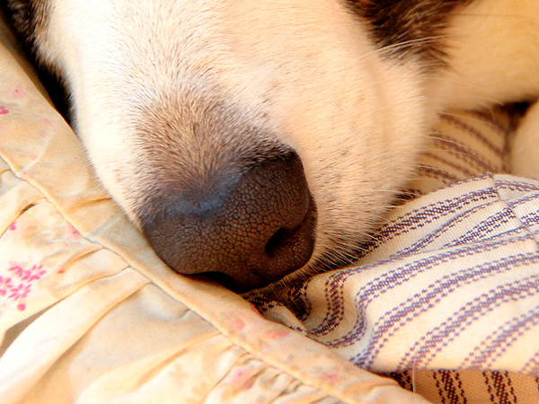 16DogNose1