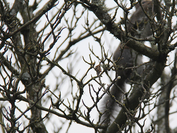 22SpotTheSquirrel1