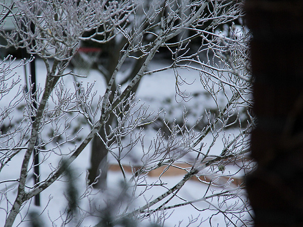 8Snow3 8Snow3