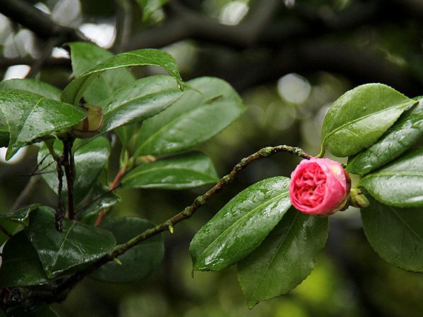 20WAlk3