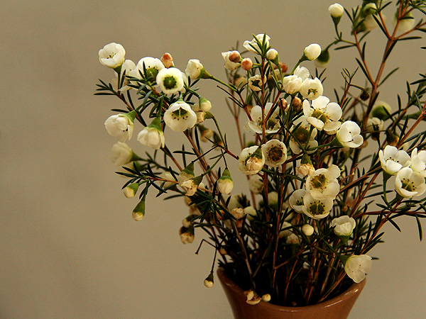 25Waxflowers1