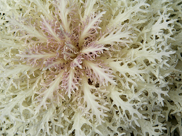 3Cabbage1