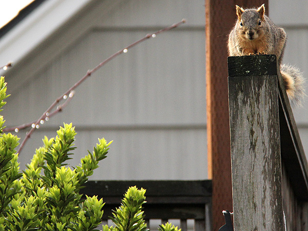 6Squirrel1