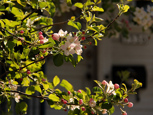 13AppleBlossom1