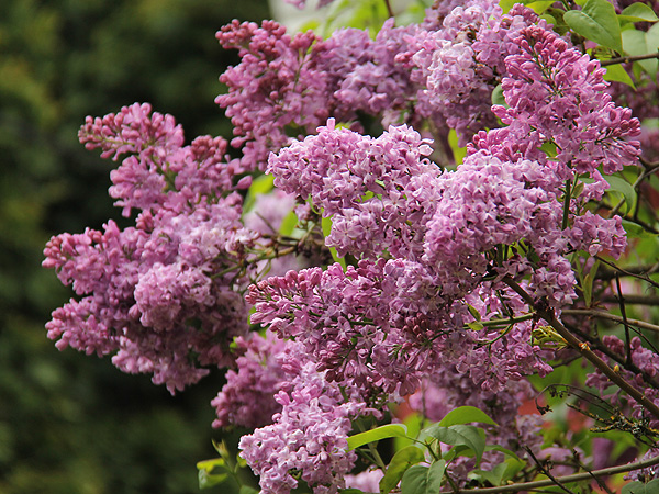 15Lilac2