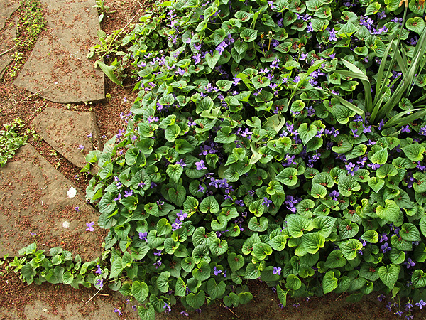15Violet1
