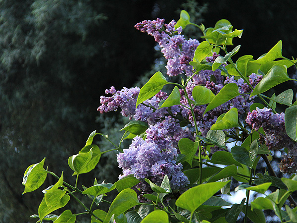 24Lilac2