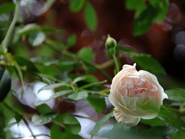 4Rose1
