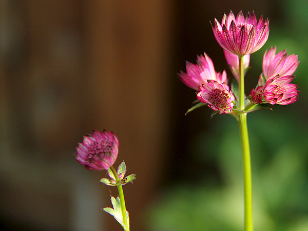 8Astrantia1 8Astrantia1