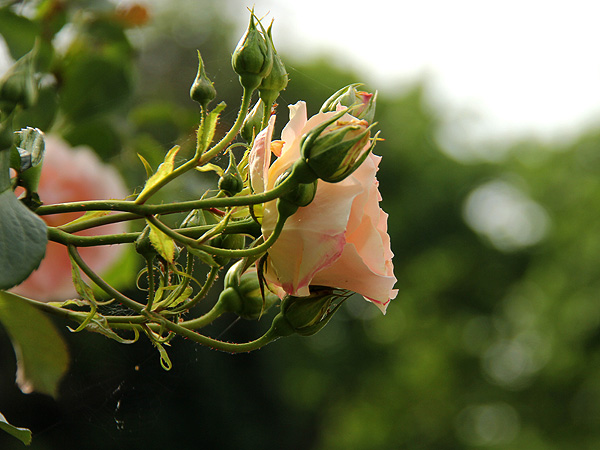 15Rose1
