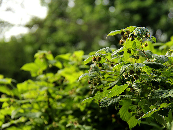 15CommunityGarden3