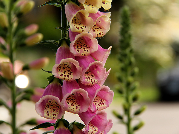 15Foxglove1