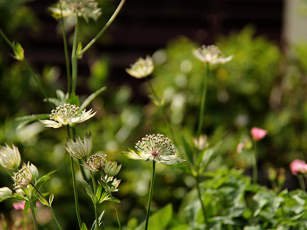 15Astrantia1