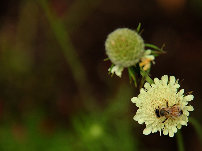 29WildflowerBed10
