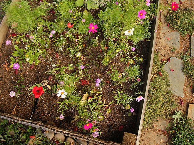 8FlowerBed1