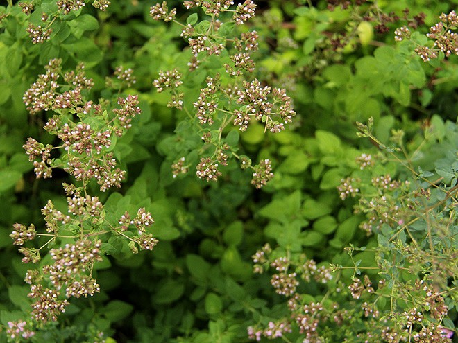 14Oregano1