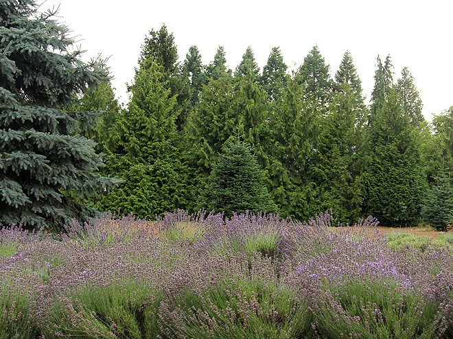 13Lavender9