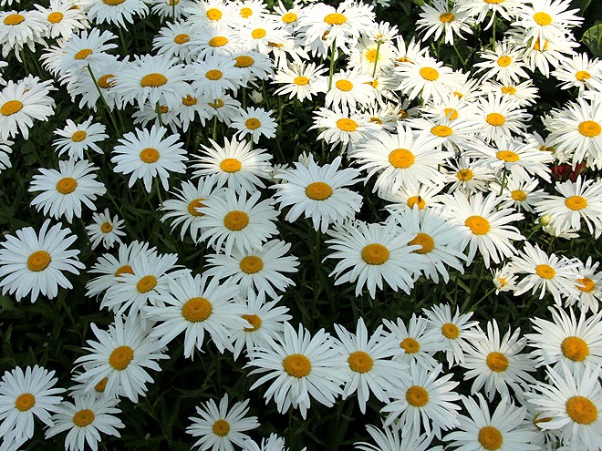 13Daisies1