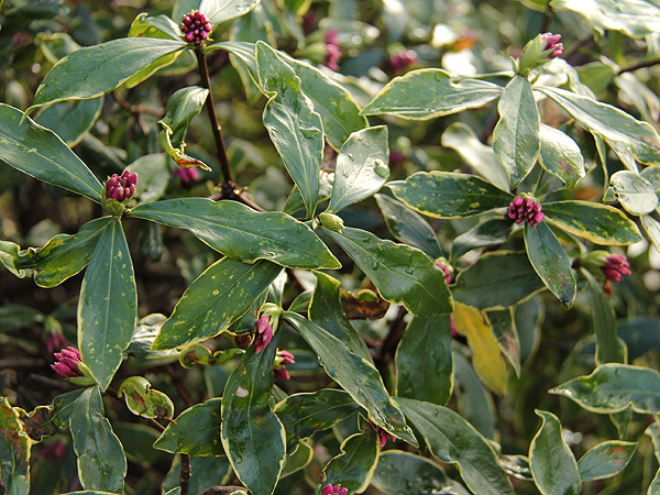 3Daphne1