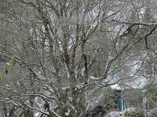 7Snow3