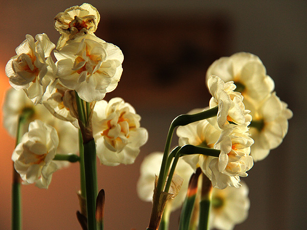 12Flowery1 12Flowery1