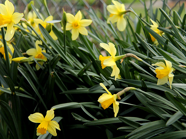 14Daffodils2
