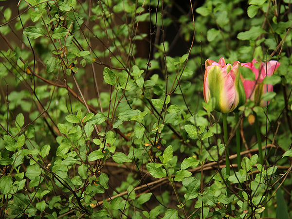 15Tulip1