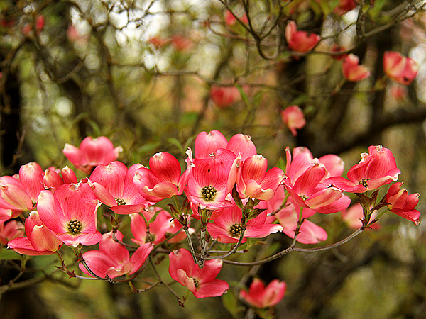15Dogwood2