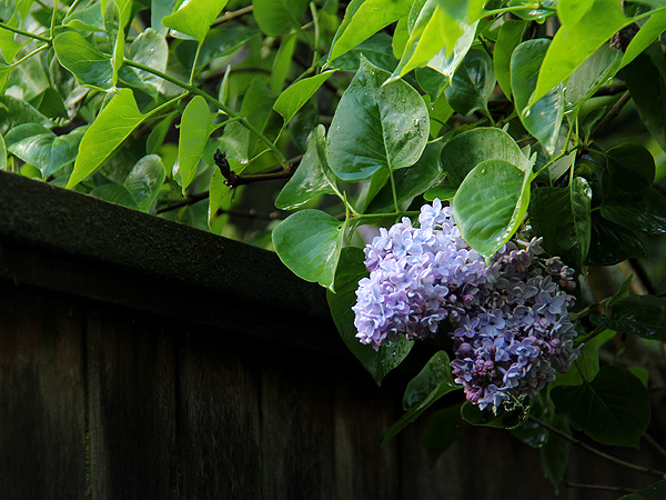 24Lilac1