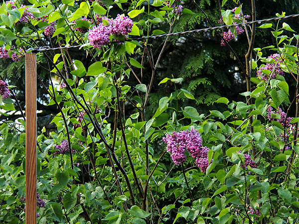 24Lilac3
